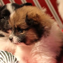 Pomeranian and Pomsky Puppies from Alpha Poms & Pomskies