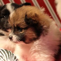 Pomeranian and Pomsky Puppies from Alpha Poms & Pomskies