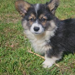 Hank - Black and tan male Pembroke Welsh Corgi puppy in Orrtanna, Pennsylvania from Mountain Top Shepherd's