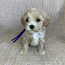 Maddie - Cream female Cockapoo puppy in Bedford, Iowa from Our Father’s Doodles