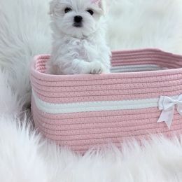 Maltese Puppies from Bratpack Babydolls