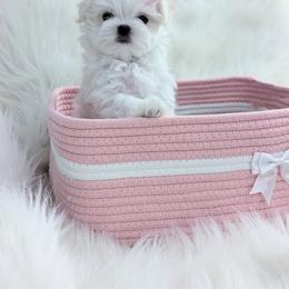 Maltese Puppies from Bratpack Babydolls