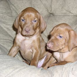 Vizsla Puppies from High Trail Connection