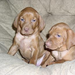 Vizsla Puppies from High Trail Connection