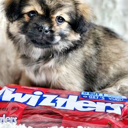 Tibetan Spaniel Puppies from Trillium Tibetan Spaniels