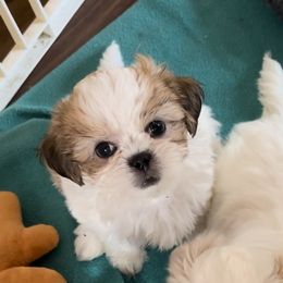 Shih Tzu Puppies from Prescious Shih Tzu’s