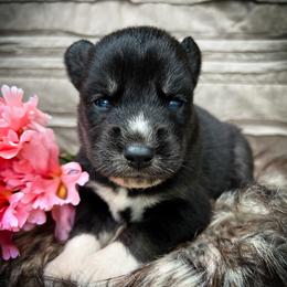 Dee - Black and white female Siberian Husky puppy in Union Grove, Alabama from Southern Siberian Life