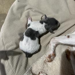 Rat Terrier Puppies from LJ&B