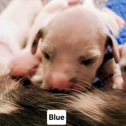 Blue Teal - White and black male Dalmatian puppy in Hagerstown, Maryland from Stagecoach Dalmatians