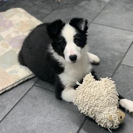 Border Collie and Pembroke Welsh Corgi Puppies from Whisenhunt Farms
