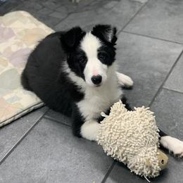 Border Collie and Pembroke Welsh Corgi Puppies from Whisenhunt Farms