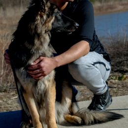 German Shepherd All Grown Up from John Moyle