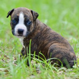'Rail' LBK's The Struggle is Rail - Red brindle male American Staffordshire Terrier puppy in St. Augustine, Florida from LBK & Ancient City