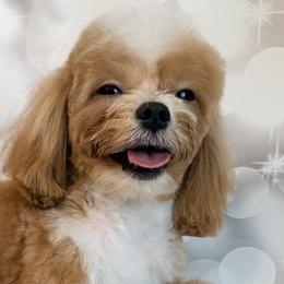 Aussiedoodles, Cavalier King Charles Spaniels, Cavapoos, and Maltipoos from Mc Doodles of Texas LLC