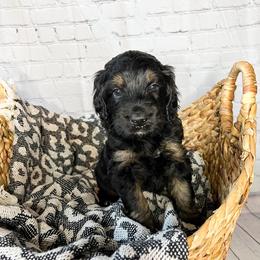 Swoop - Phantom Bernedoodle puppy in Lehi, Utah from Larsen Litters