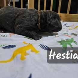Hestia - Gray brindle female Cane Corso puppy in Sandia, Texas from OneTime Cane Corso