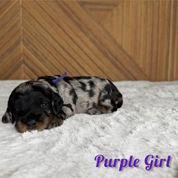 Purple girl - Merle female Goldendoodle puppy in Modesto, California from Two Doods Doodles