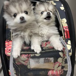 Pomsky Puppies from Peekaboo Pomskies