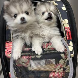 Pomsky Puppies from Peekaboo Pomskies