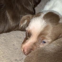 Liza - Dapple female Dachshund puppy in Sallisaw, Oklahoma from Louis' Litters