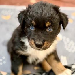 Violet - Black tri-color female Australian Shepherd puppy in Clover, South Carolina from Jo’s Aussies