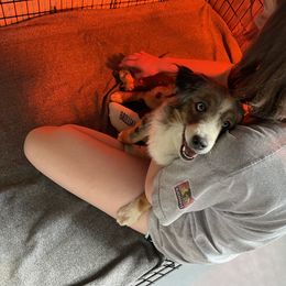 Australian Shepherd, Miniature American Shepherd, Miniature Australian Shepherd, and Toy Australian Shepherd Puppies from Painted Blue Aussies