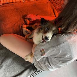 Australian Shepherd, Miniature American Shepherd, Miniature Australian Shepherd, and Toy Australian Shepherd Puppies from Painted Blue Aussies