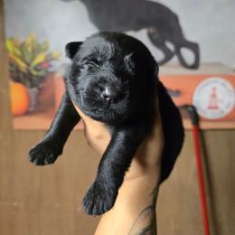 Onyx - Black male German Shepherd puppy in Hawthorne, Florida from Lace's High Flying German Shepherds And Golden Retrievers