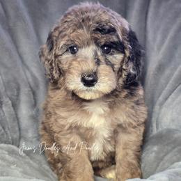 Water - Blue merle female Sheepadoodle puppy in Cleveland, Georgia from Jam's Doodles And Poodles