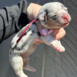 Lulu fluffy (burgundy) - Blue merle and white female American Corgi puppy in East Oakdale, California from Rhettro Kennels