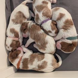 Cavapoo puppies from Crystal Coast Cavapoodles