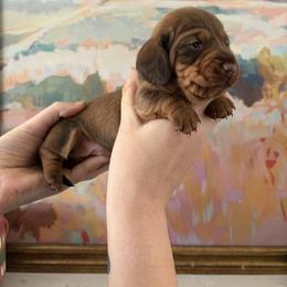 King - Chocolate male Dachshund puppy in Mobile, Alabama from Katrina's Dachshunds