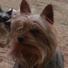 TOY - Yorkshire Terrier