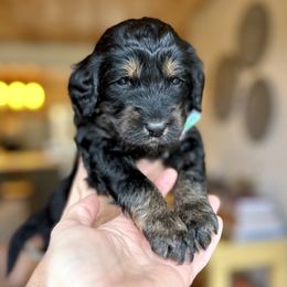 Bernedoodle, Goldendoodle, and Poodle Puppies from Elevated Standards NC