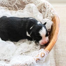 Miniature Australian Shepherd Puppies from Yarborough Kennels