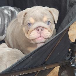 Bulldog Puppies from Strickly Bulldogs