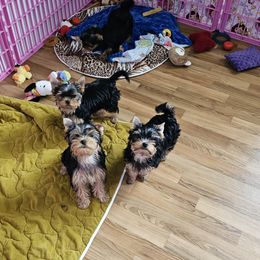 Yorkshire Terrier All Grown Up from rita piko