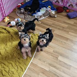 Yorkshire Terrier All Grown Up from rita piko