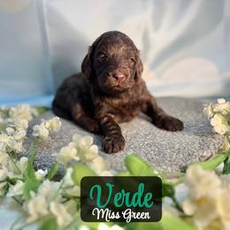 Verde - Chocolate female Australian Labradoodle puppy in Richmond, Kentucky from Happy Time Doodles