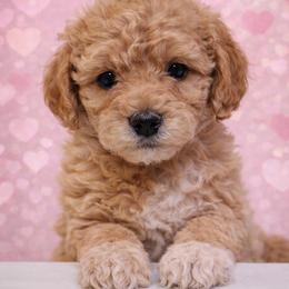 Charlie - Apricot male Goldendoodle puppy in Hendersonville, Tennessee from Ben's Best Buddy Goldendoodles