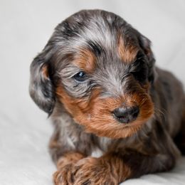 Ross - Merle male Cockapoo puppy in Ellensburg, Washington from Dawn to Dusk Cockapoos
