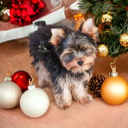 Yorkshire Terrier Puppies from Essence of Grace Yorkies