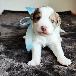 Boy 1 - Merle male Cavapoo puppy in Junction, Utah from City Creek Cavapoos