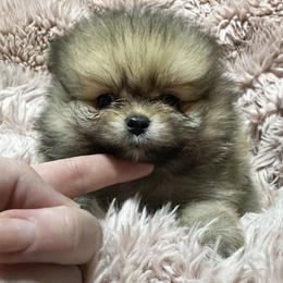 Pink - Orange sable female Pomeranian puppy in Waterloo, Indiana from Garcias Pomeranian