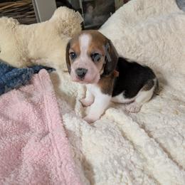 Orange - Black tan and white male Beagle puppy in Vallejo, California from Tailwindfarm