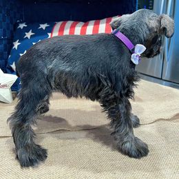 Miniature Schnauzer Puppies from Timeless Miniature Schnauzers