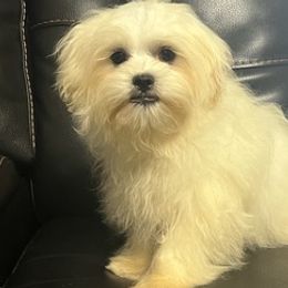 Goldendoodles, Maltese, Maltipoos, and Poodles from Dream Paws Puppies, LLC