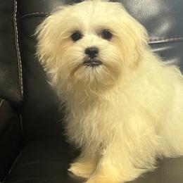 Goldendoodles, Maltese, Maltipoos, and Poodles from Dream Paws Puppies, LLC