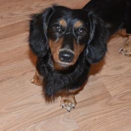 Ranger - Dachshund