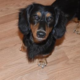 Ranger - Dachshund